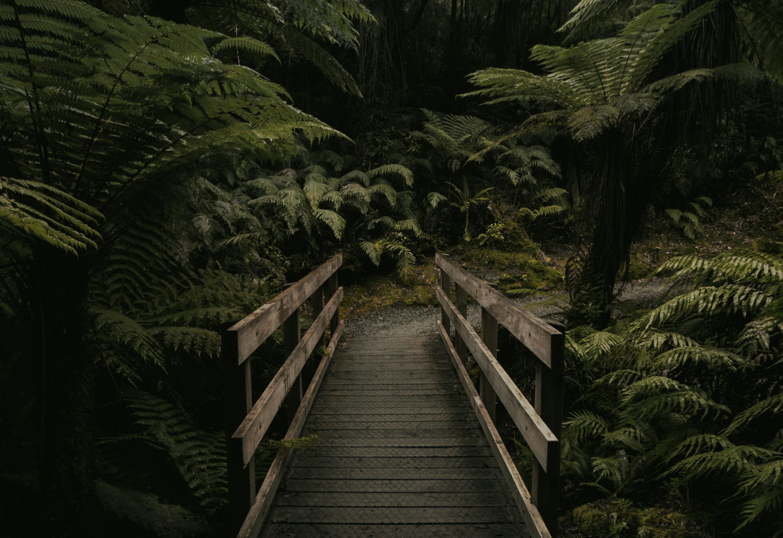 pexels-lastly-967420